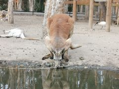 -可伦宾野生动物保护区