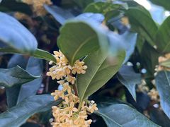 -燕莎友谊商城(亮马桥店)