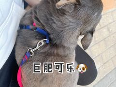 -喜茶(深圳喜荟城店)