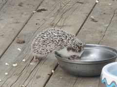 -哈尔滨北方森林动物园