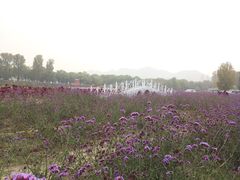 -北京东方普罗旺斯薰衣草庄园