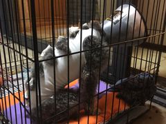 -关爱宠物医院·猫科中心·消化科(滨湖万达分院)