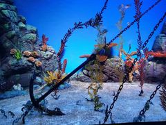 -上海海洋水族馆