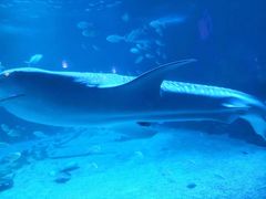 -烟台海昌鲸鲨海洋公园