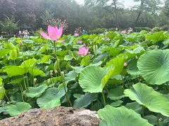 -莲花池公园
