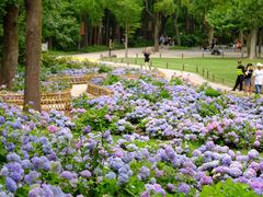 -上海共青森林公园