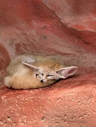 -Zoolung Zoolung动物主题公园(海信广场店)