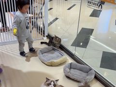 -三花喵·撸猫购宠·宠物生活馆(虹桥南丰城店)
