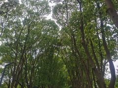 -同里国家湿地公园