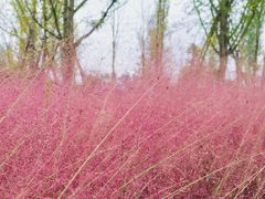 -白鹭湾湿地公园