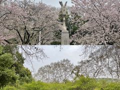 -武汉大学-樱园