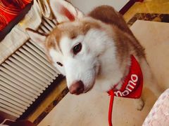 -Husky Go! 哈士奇体验馆·宠物咖啡厅狗咖