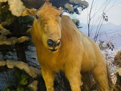 -陕西自然博物馆