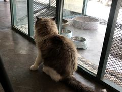 -喵屿·大理花园猫咖