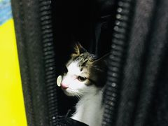-暖阳宠物医院·犬猫康复中心·骨科
