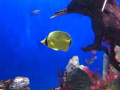 -烟台海昌鲸鲨海洋公园