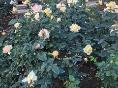 -人民公园(罗湖区)