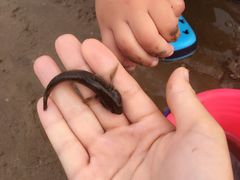 -北戴河东海水浴场