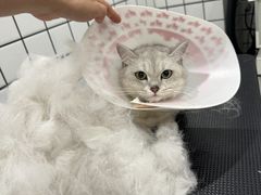-钦宠·猫咪售卖·洗护·寄养(东圃旗舰店)