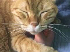 -李小姐の猫咖啡馆(五角场店)