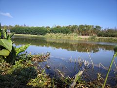 -春花秋色城市公园