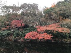 -秋霞圃