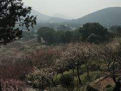 -香雪海
