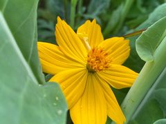 -光明小镇欢乐田园