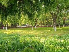 -莲花池公园
