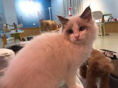 -喵宠乐园·撸猫互动·猫舍