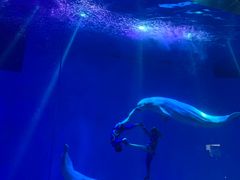 -芜湖新华联大白鲸海洋公园