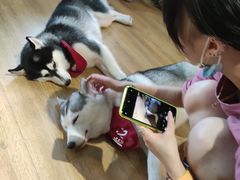 -Husky Go! 哈士奇体验馆·宠物咖啡厅狗咖