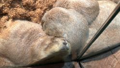 -Zoolung Zoolung动物主题公园(海信广场店)