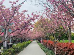 -高东镇樱花园