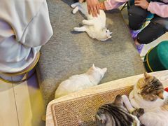 -平行世界·猫咖(首经贸店)