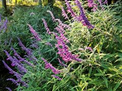 -贵阳市花溪国家城市湿地公园