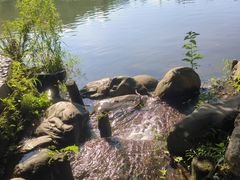 -深圳仙湖植物园