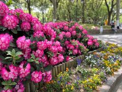 -上海辰山植物园