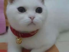 -Bastet sally猫舍购宠(静安店)