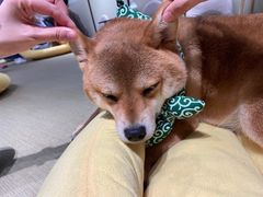 -逗柴咖啡屋·狗咖猫咖宠物桌游