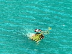 -乡土特色.冷锅鱼.牦牛肉汤锅