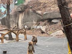 -洛阳花果山景区