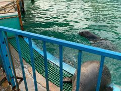 -北戴河圣蓝海洋公园