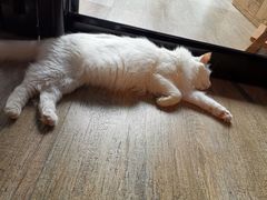 -猫咪咖啡·猫咖(万达广场店)