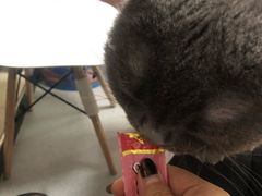 -我爱猫咪·猫咖·狗咖·安哥拉兔·羊驼咖(小寨华旗店)