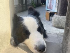 -磁器口古镇
