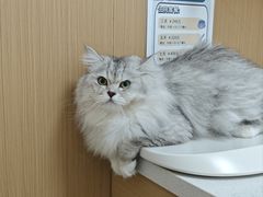 -瑞派康怡24h宠物医院·犬猫医疗中心·微创绝育(瑞景分院)