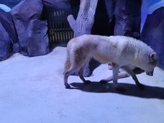 -上海海昌海洋公园-冰山北极馆