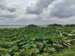 -七的湖·晚芳亭·阳澄湖农家菜·大闸蟹(莲花岛店)