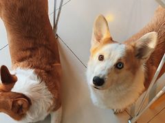-平行世界·猫咖(首经贸店)